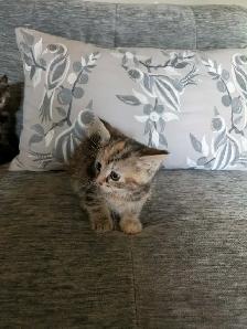 Adorable kittens looking for a fur-ever home - Photo 3