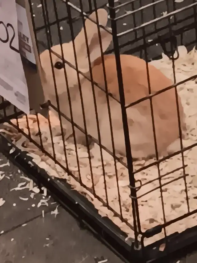 Baby rabbit free