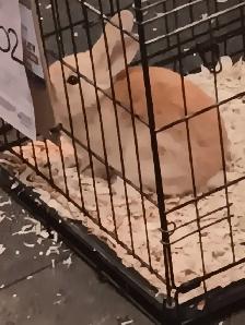 Baby rabbit free