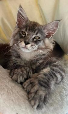 maincoon kitten