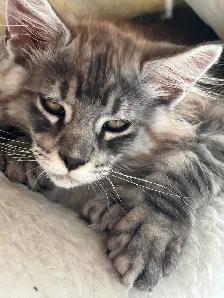 maincoon kitten - Photo 2