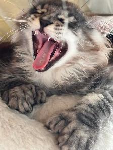 maincoon kitten - Photo 3