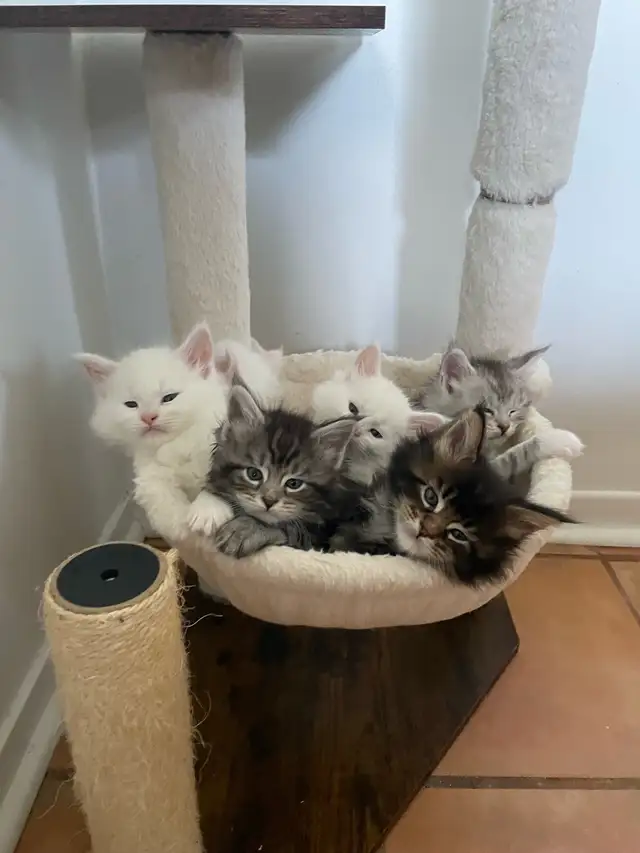 Mainecoon chatons