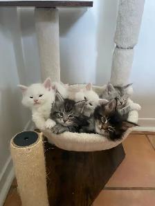 Mainecoon chatons