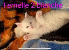 Mainecoon chatons - Photo 2