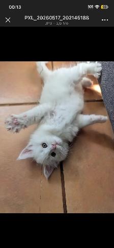 Mainecoon chatons - Photo 3