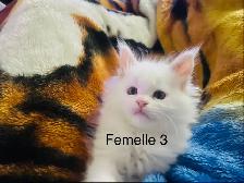 Mainecoon chatons - Photo 4