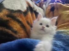 Mainecoon chatons - Photo 5