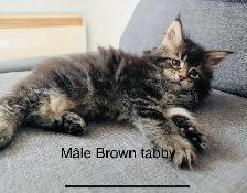 Mainecoon chatons - Photo 6
