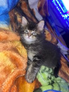 Mainecoon chatons - Photo 7