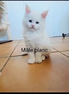 Mainecoon chatons - Photo 8