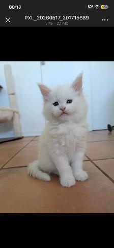Mainecoon chatons - Photo 9