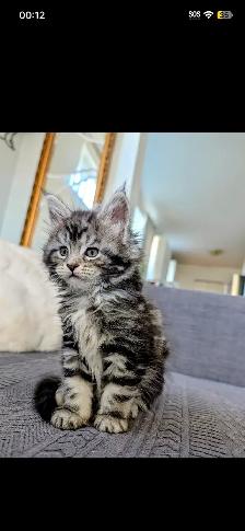 Mainecoon chatons - Photo 10