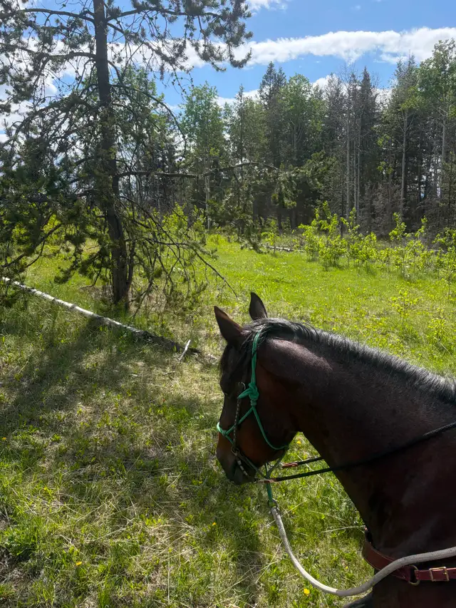 Cow-Calf Range Rider – Chasm/Clinton Area