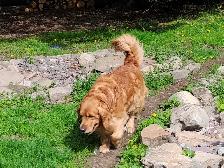 Chiots Golden retriever à vendre - Photo 5