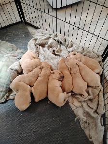Chiots Golden retriever à vendre - Photo 6