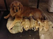 Chiots Golden retriever à vendre - Photo 7