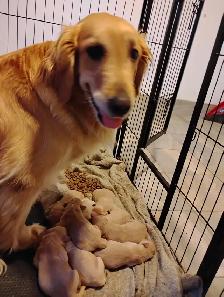 Chiots Golden retriever à vendre - Photo 8