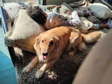Chiots Golden retriever à vendre - Photo 10