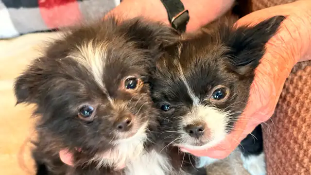 Chihuahua male puppies for sale