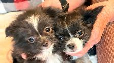 Chihuahua male puppies for sale