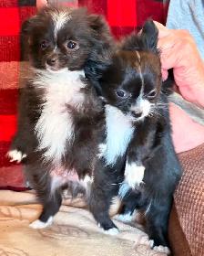 Chihuahua male puppies for sale - Photo 2