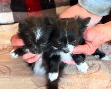 Chihuahua male puppies for sale - Photo 4