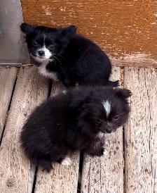 Chihuahua male puppies for sale - Photo 5