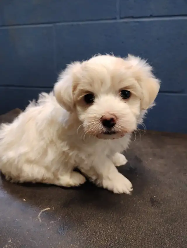adorable Bichon/Maltese cross puppies available