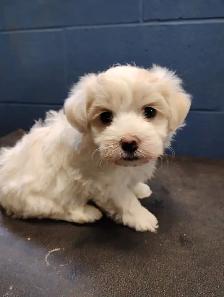 adorable Bichon/Maltese cross puppies available