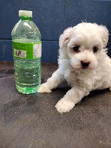 adorable Bichon/Maltese cross puppies available - Photo 2
