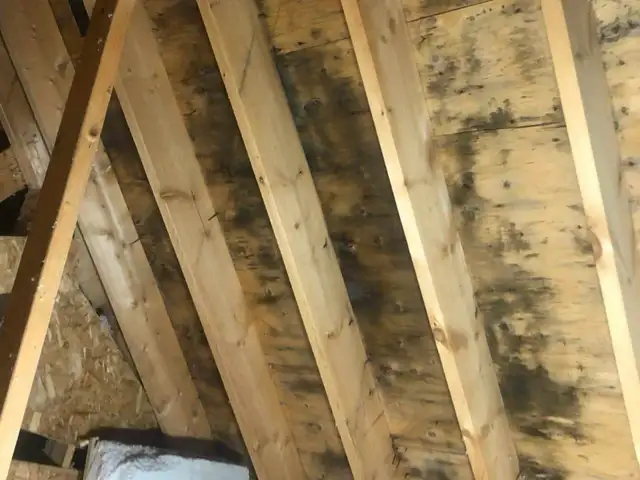 Attic Mold