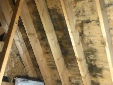 Attic Mold
