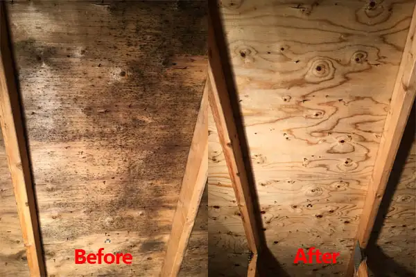 Attic Mold
