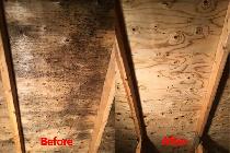 Attic Mold