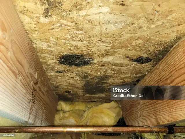 Attic Mold