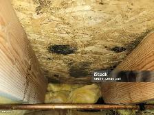 Attic Mold