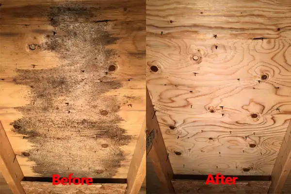 Attic Mold
