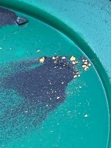 Gold Claim For Sale  Fraser River Williams Lake area
