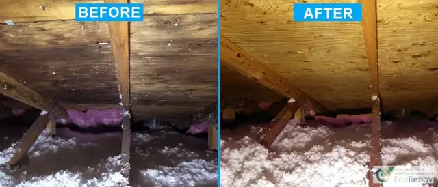 Attic Mold