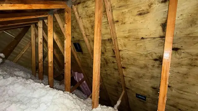 Attic Mold