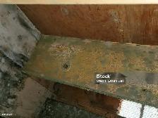 Attic Mold