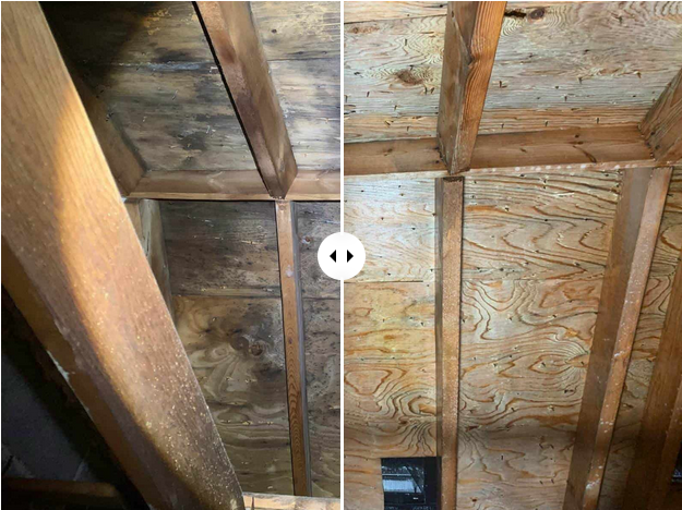 Attic Mold