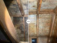Attic Mold