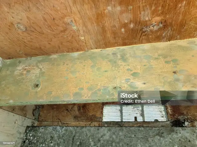 Attic Mold