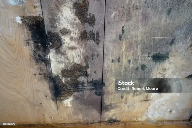 Attic Mold