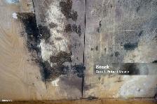 Attic Mold