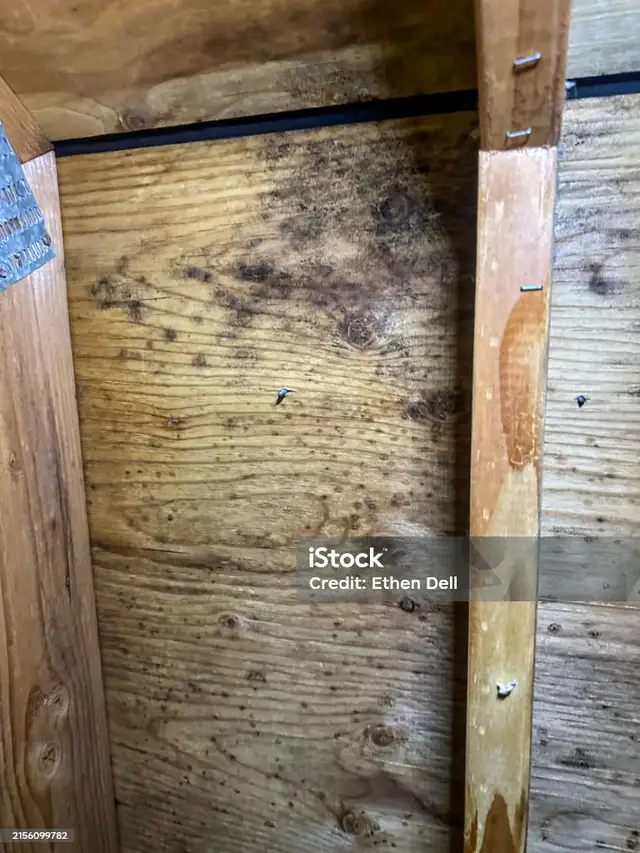 Attic Mold