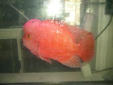 FOR SALE MALE SUPER RED MONKEY FLOWER HORN $300 - Photo 2