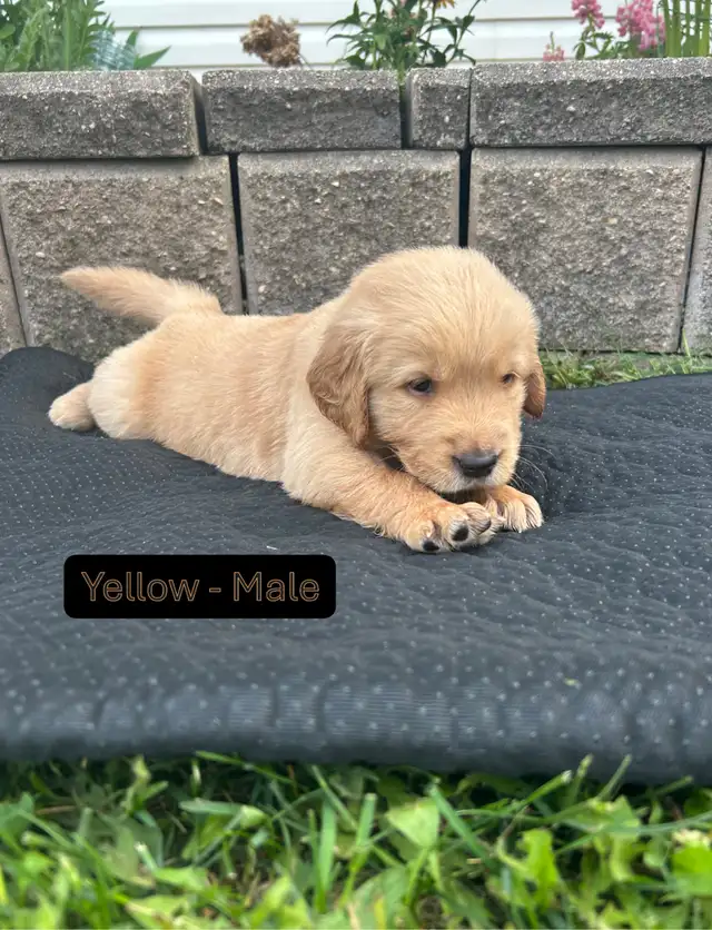 Beautiful Golden Retriever Pups